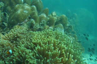 海底多彩珊瑚景观