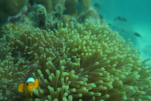 海底小丑鱼与海葵共生