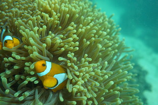 小丑鱼在海葵中嬉戏