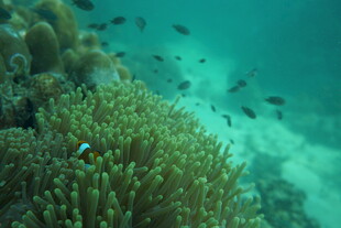 海底珊瑚与游动的小鱼