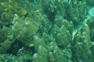 海底繁茂的珊瑚景观