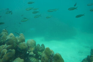 海底珊瑚与游动的鱼群