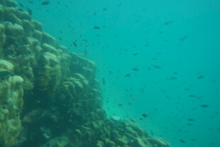 海底珊瑚礁景观