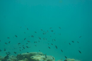 海底鱼群与礁石景观