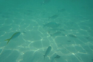 海底游动的黄色小鱼