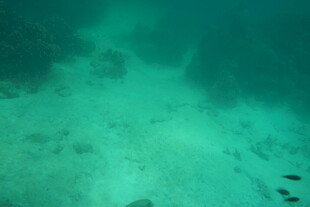 海底景象 清澈水域中的景色