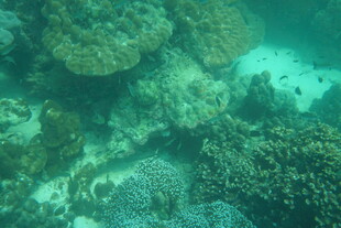 海底多彩珊瑚景观