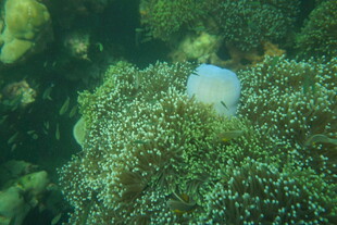 海底珊瑚丛中的白色生物