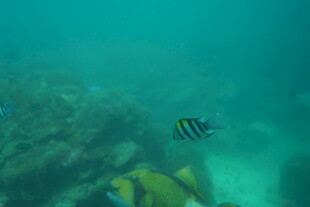 海底世界中的条纹小鱼