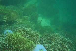 海底繁茂的珊瑚景观