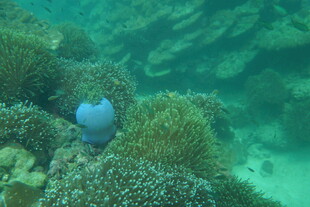 海底蓝鱼与多彩珊瑚景观