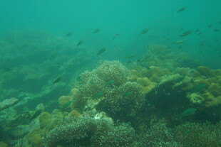 海底珊瑚与游动的小鱼