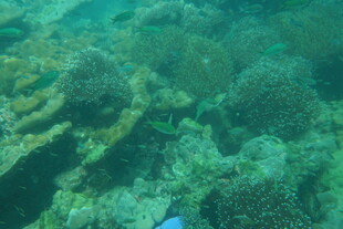 海底斑斓珊瑚景观