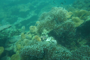 海底多彩珊瑚景观