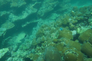 海底多彩珊瑚景观