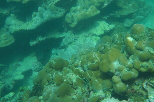 海底斑斓珊瑚景观