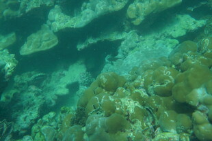 海底多彩珊瑚景观