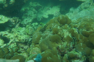 海底斑斓珊瑚景观