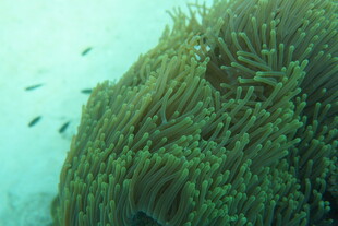 海底海葵与游动小鱼