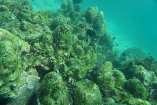 海底繁茂的珊瑚景观