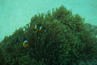 海底珊瑚丛中的小丑鱼