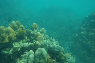 海底多彩珊瑚景观