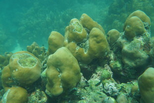 海底多彩珊瑚景观