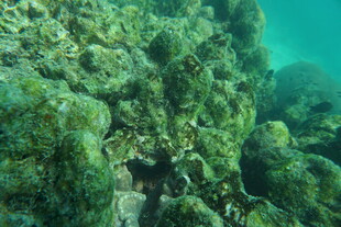 海底繁茂珊瑚景观