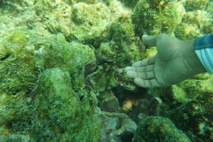 手触海底繁茂珊瑚景观