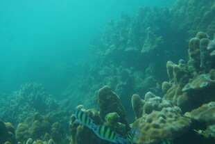 海底斑斓珊瑚与游动小鱼