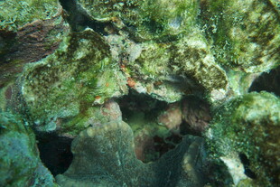 海底礁石上的绿色藻类景观