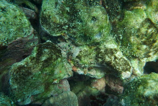 海底斑斓绿藻景观