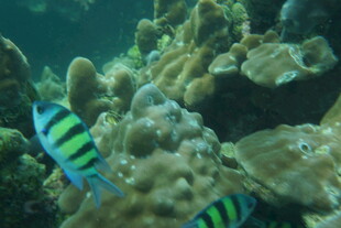 海底多彩鱼与珊瑚景观