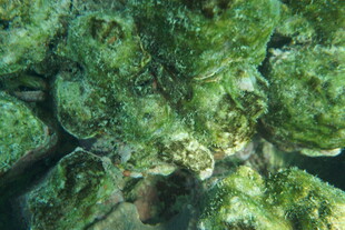 海底斑斓珊瑚景观