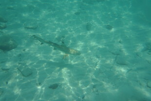 清澈海水中的游动小鱼