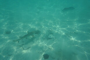 海底清澈水域中的游动鱼类