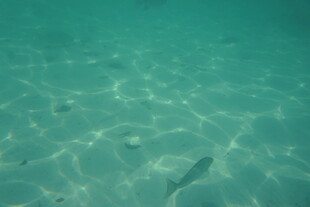 清澈水底游动的小鱼