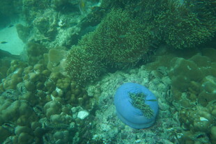 海底蓝色海星与珊瑚景观