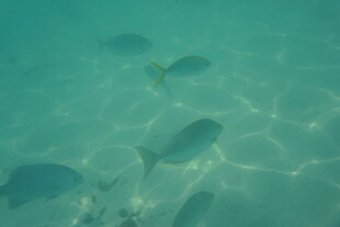 海底畅游的一群小鱼