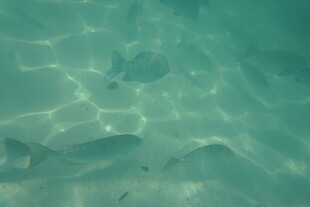 清澈水中游动的几条小鱼