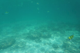 海底世界的美丽景象