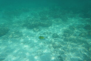 海底清澈水域的小鱼