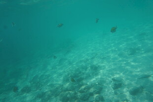 海底景象 小鱼游弋