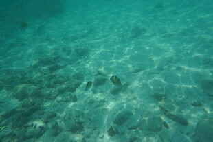 清澈海水中的几条小鱼