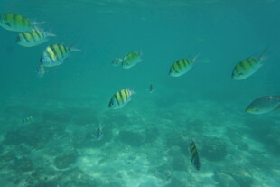 海底畅游的多彩条纹鱼