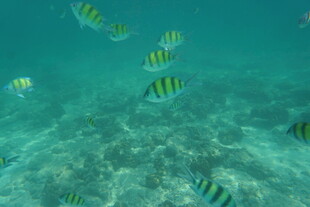 海底畅游的多彩条纹小鱼