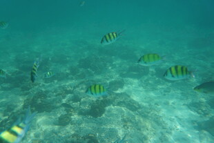 海底畅游的多彩小鱼