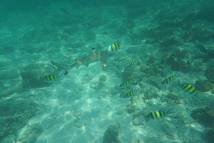 海底游动的多彩小鱼