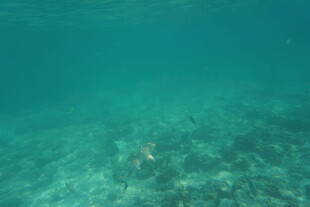 海底景象 一人水下畅游