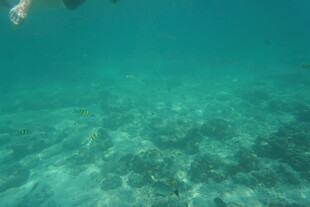 海底清澈景象 水下风光